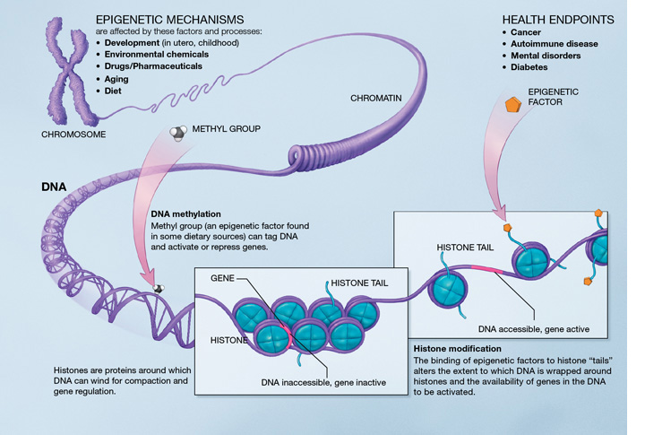 Epigenetic_mechanisms